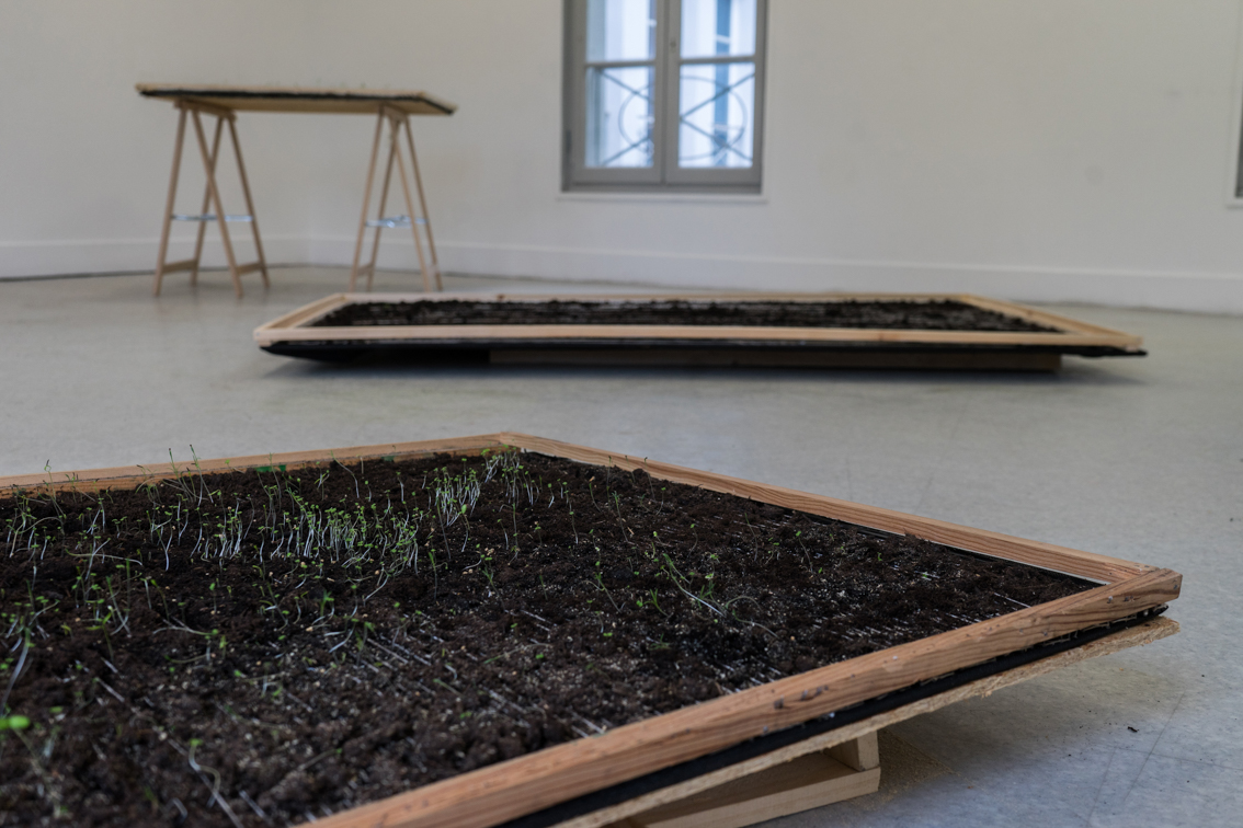 Métiers à tisser - Installation- Terre, semis, cadre en bois - 2020