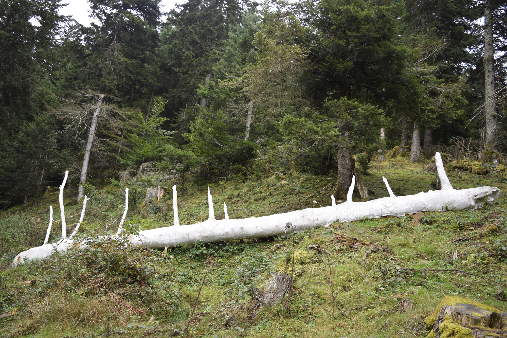 Embaumement - Tronc d'arbre mort - Tissu, coton, colle végétale - Dimensions 1050x100x100cm - 2019